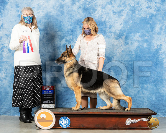 German Shepherd Dog #12 Fri BOWBOS Judge Nancy Simmons_MMJ_0399_Mdlnd21_HR3