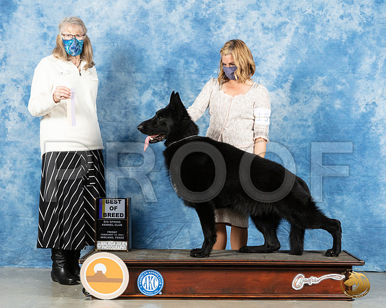 German Shepherd Dog #15 Fri BOB Judge Nancy Simmons_MMJ_0402_Mdlnd21_HR3