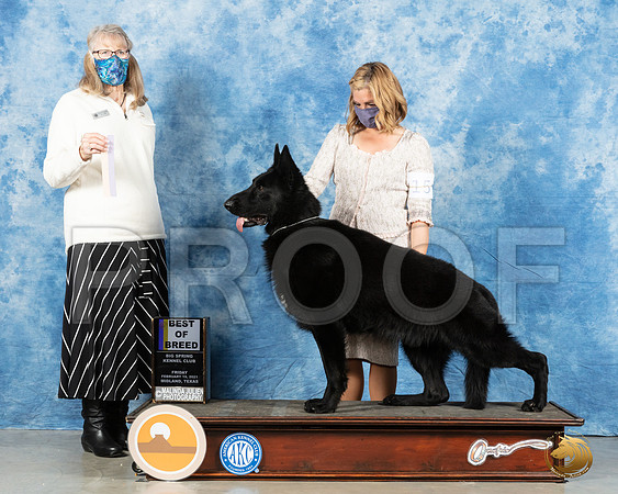 German Shepherd Dog #15 Fri BOB Judge Nancy Simmons_MMJ_0404_Mdlnd21_HR3