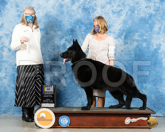 German Shepherd Dog #15 Fri BOB Judge Nancy Simmons_MMJ_0406_Mdlnd21_HR3