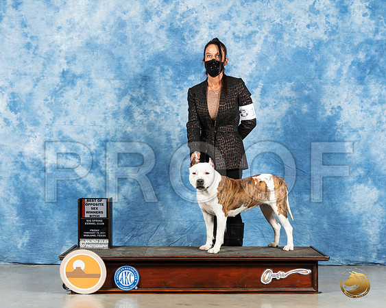 American Staffordshire Terrier #18 Fri BOS Judge Dr Steve Keating_MMJ_0554_Mdlnd21_HR3