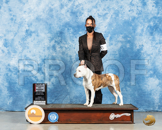 American Staffordshire Terrier #18 Fri BOS Judge Dr Steve Keating_MMJ_0557_Mdlnd21_HR3