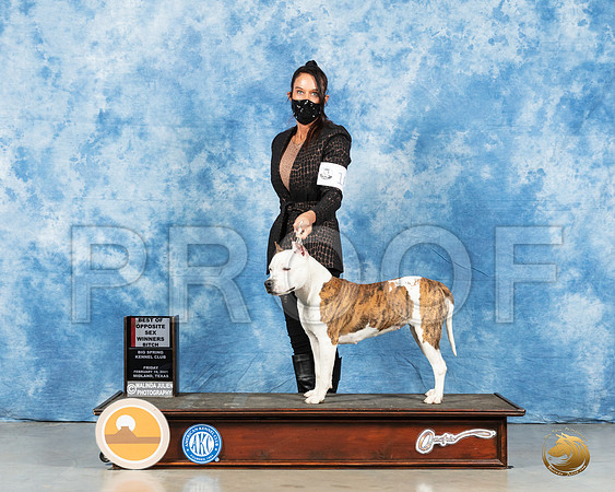 American Staffordshire Terrier #18 Fri BOS Judge Dr Steve Keating_MMJ_0566_Mdlnd21_HR3