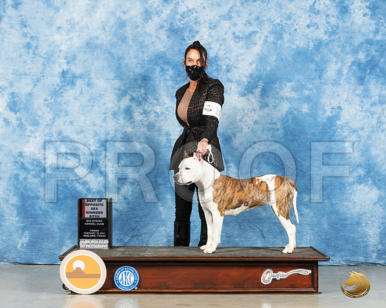 American Staffordshire Terrier #18 Fri BOS Judge Dr Steve Keating_MMJ_0567_Mdlnd21_HR3