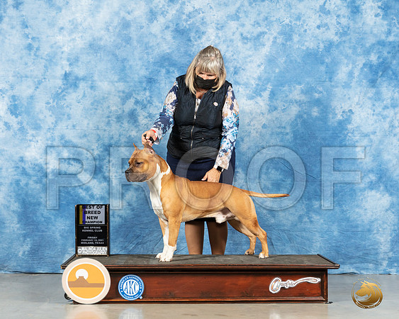 American Staffordshire Terrier #7 Fri BOB Judge Dr Steve Keating_MMJ_0465_Mdlnd21_HR3