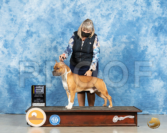 American Staffordshire Terrier #7 Fri BOB Judge Dr Steve Keating_MMJ_0466_Mdlnd21_HR3