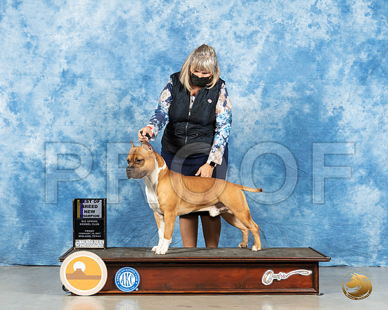 American Staffordshire Terrier #7 Fri BOB Judge Dr Steve Keating_MMJ_0467_Mdlnd21_HR3