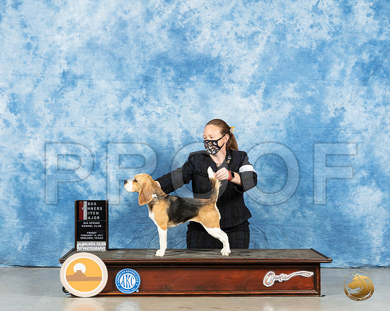 Beagle 15%22 #8 Fri BOS Judge Carolyn Herbel_MMJ_0511_Mdlnd21_HR3