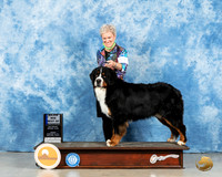 Bernard Mountain Dog #11 Fri BOW Judge Judith Brown