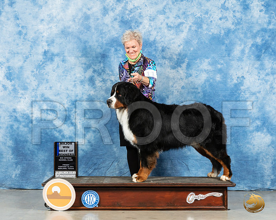 Bernard Mountain Dog #11 Fri BOW Judge Judith Brown_MMJ_0590_Mdlnd21_HR3