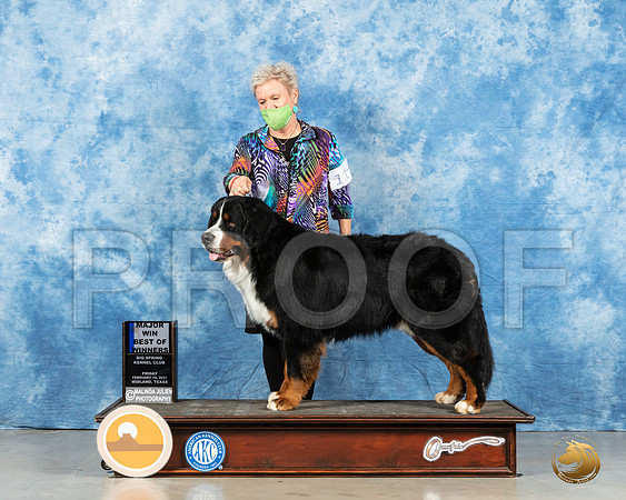 Bernard Mountain Dog #11 Fri BOW Judge Judith Brown_MMJ_0593_Mdlnd21_HR3