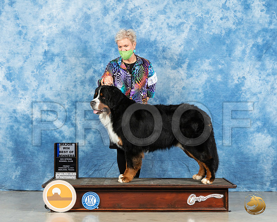 Bernard Mountain Dog #11 Fri BOW Judge Judith Brown_MMJ_0596_Mdlnd21_HR3