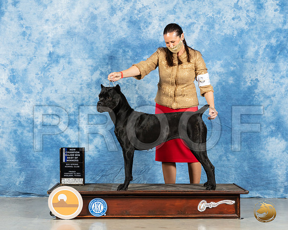 Cane Corso #8 Fri BOW Judge Judith Brown_MMJ_0441_Mdlnd21_HR3