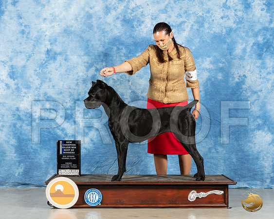 Cane Corso #8 Fri BOW Judge Judith Brown_MMJ_0443_Mdlnd21_HR3