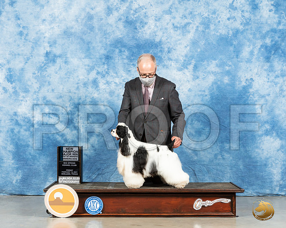 Cocker Spaniel Parti #15 Fri BOW Judge Charles Olvis_MMJ_0569_Mdlnd21_HR3