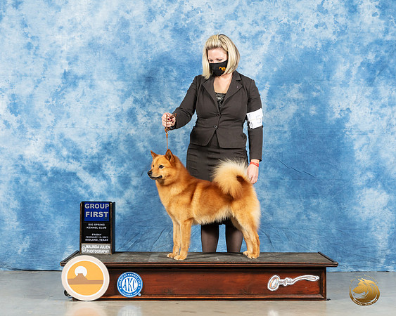 Finnish Spitz #5 Fri G1 Judge Peggy Lloyd_MMJ_0604_Mdlnd21_HR3