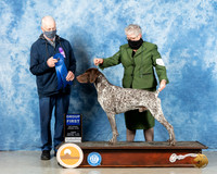 German Shorthaired Pointer #7 Fri G1 Judge Dr Steve Keating