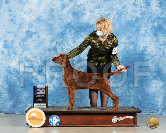 Irish Setter #10 Fri BOS WB Judge Dr Steve Keating_MMJ_0521_Mdlnd21_HR3
