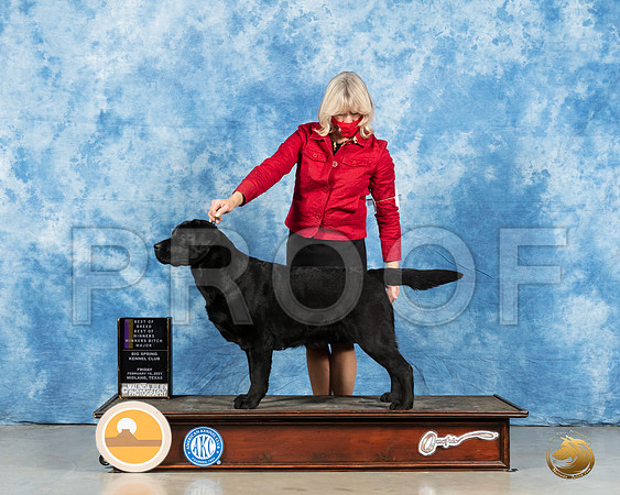 Labrador Retriever #32 Fri BOB Judge Kimberly Meredith_MMJ_0505_Mdlnd21_HR3
