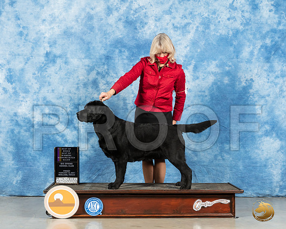 Labrador Retriever #32 Fri BOB Judge Kimberly Meredith_MMJ_0507_Mdlnd21_HR3
