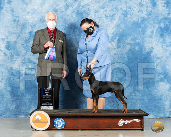 Manchester Terrier #5 Fri BOW Judge Ted Eubanks_MMJ_0410_Mdlnd21_HR3