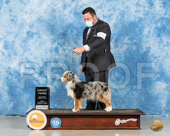 Miniature American Shepherd #20 Fri G3 Judge Judith Brown_MMJ_0538_Mdlnd21_HR3
