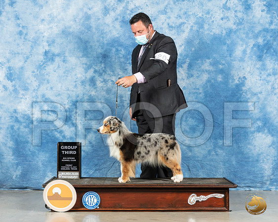 Miniature American Shepherd #20 Fri G3 Judge Judith Brown_MMJ_0540_Mdlnd21_HR3