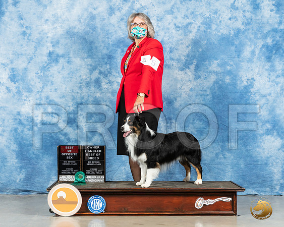 Miniature American Shepherd #5 Fri BOS Judge Charles Olvis_MMJ_0448_Mdlnd21_HR3