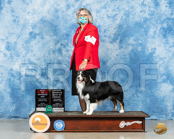 Miniature American Shepherd #5 Fri BOS Judge Charles Olvis_MMJ_0450_Mdlnd21_HR3