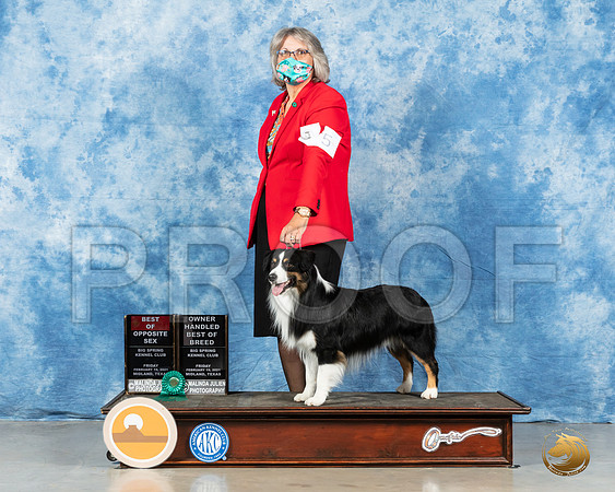 Miniature American Shepherd #5 Fri BOS Judge Charles Olvis_MMJ_0451_Mdlnd21_HR3
