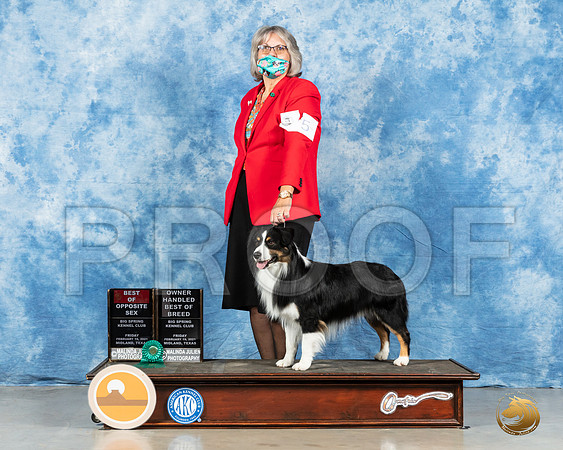 Miniature American Shepherd #5 Fri BOS Judge Charles Olvis_MMJ_0452_Mdlnd21_HR3