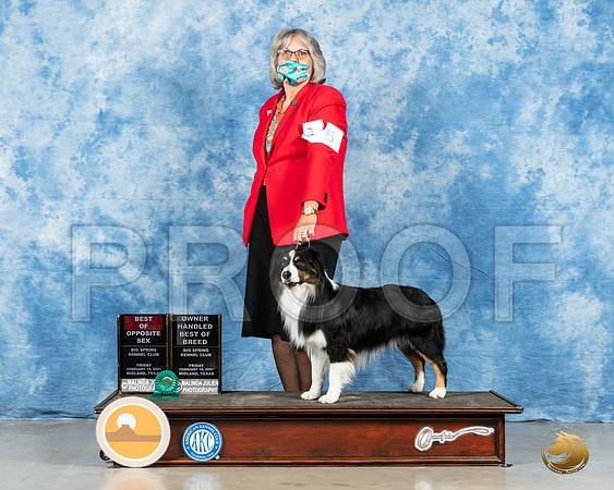 Miniature American Shepherd #5 Fri BOS Judge Charles Olvis_MMJ_0456_Mdlnd21_HR3