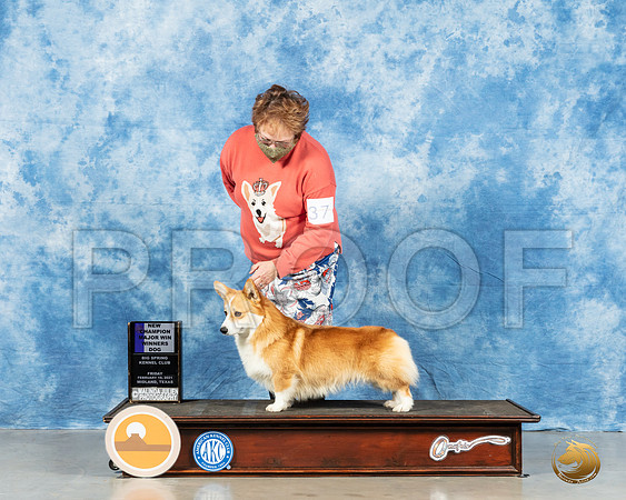 Pembroke Welsh Corgi #37 Fri WD Judge Charles Olvis_MMJ_0434_Mdlnd21_HR3