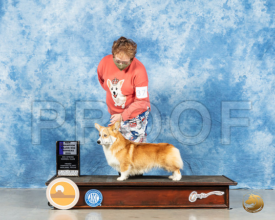 Pembroke Welsh Corgi #37 Fri WD Judge Charles Olvis_MMJ_0437_Mdlnd21_HR3