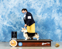 Pembroke Welsh Corgi #50 Fri BOW Judge Charles Olvis
