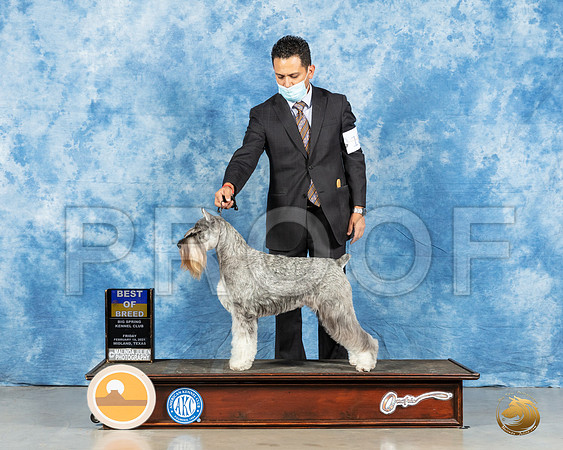 Schnauzer Std #18 Fri BOB Judge Judith Brown_MMJ_0471_Mdlnd21_HR3