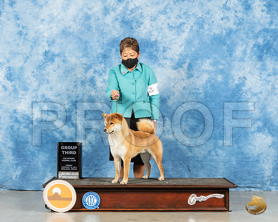 Shiba Inu #11 Fri G3 Judge Peggy Lloyd_MMJ_0585_Mdlnd21_HR3