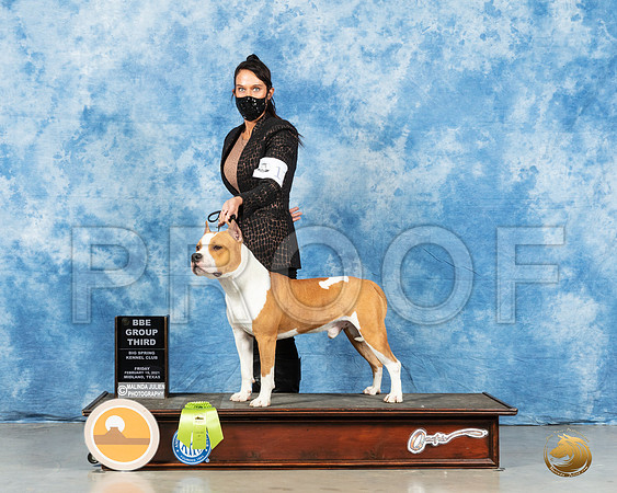 American Staffordshire Terrier #11 Fri G2 Judge Marcy Dobkin_MMJ_0702_Mdlnd21_HR3