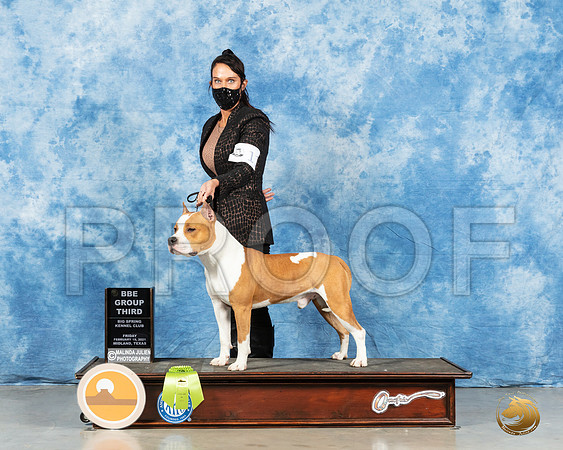 American Staffordshire Terrier #11 Fri G2 Judge Marcy Dobkin_MMJ_0703_Mdlnd21_HR3