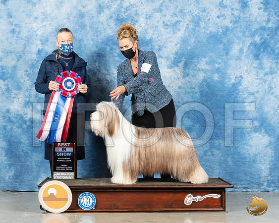 Bearded Collie #6 Fri BIS Judge Carolyn Herbel_MMJ_0757_Mdlnd21_HR3