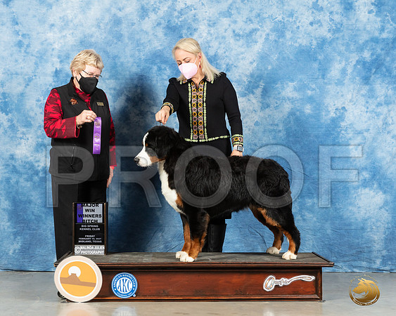 Bernese Mountain Dog #10 Fri WB Judge Judith Brown_MMJ_0639_Mdlnd21_HR3