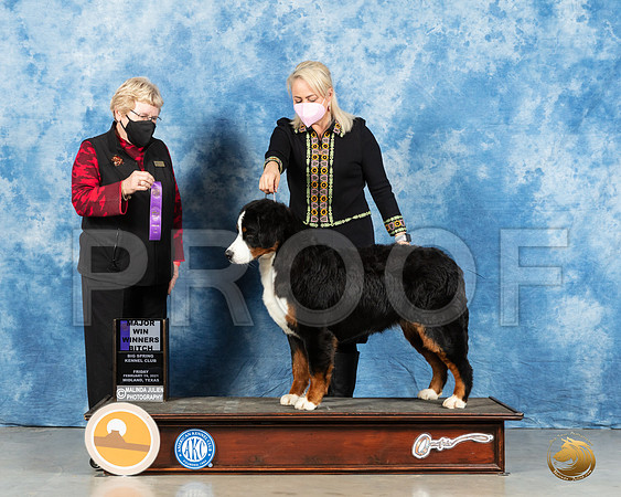Bernese Mountain Dog #10 Fri WB Judge Judith Brown_MMJ_0640_Mdlnd21_HR3