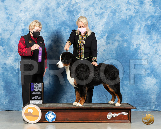 Bernese Mountain Dog #10 Fri WB Judge Judith Brown_MMJ_0642_Mdlnd21_HR3