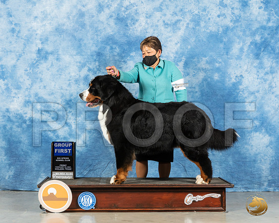 Bernese Mountain Dog #9 Fri G1 Judge Dr Steve Keating_MMJ_0750_Mdlnd21_HR3