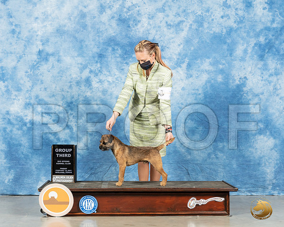 Border Terrier #7 Fri G2 Judge Peggy Lloyd_MMJ_0681_Mdlnd21_HR3