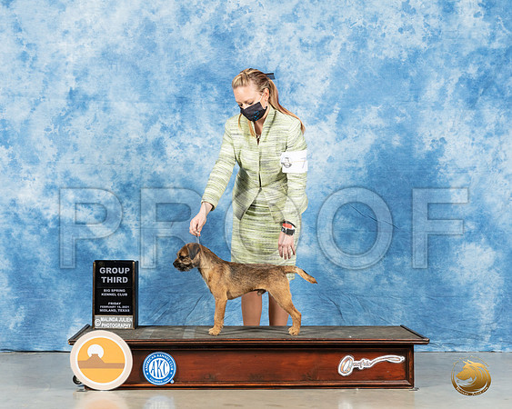 Border Terrier #7 Fri G2 Judge Peggy Lloyd_MMJ_0683_Mdlnd21_HR3