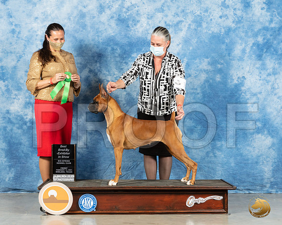 Boxer #16 Fri BBEBIS Judge Erin Piercy_MMJ_0765_Mdlnd21_HR3