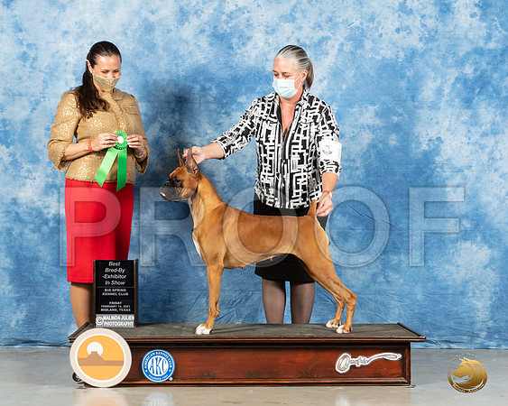Boxer #16 Fri BBEBIS Judge Erin Piercy_MMJ_0767_Mdlnd21_HR3