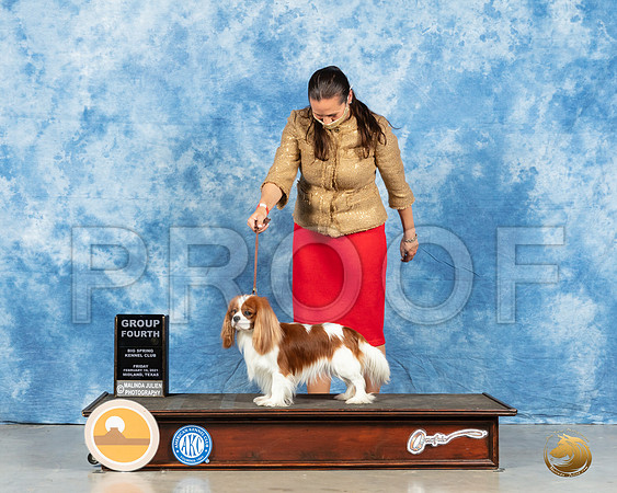 Cavalier King Charles #27 Fri G4 Judge Carolyn Herbel_MMJ_0761_Mdlnd21_HR3