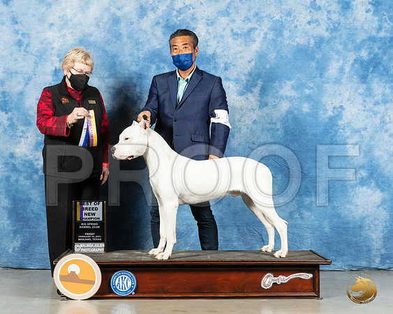 Dogo Argentino #5 Fri BOB Judge Judith Brown_MMJ_0648_Mdlnd21_HR3